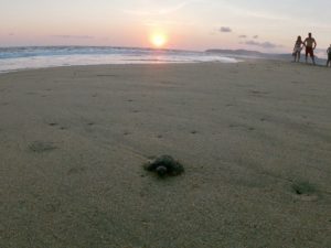 Read more about the article Sea Turtle Hatching Release, Ixtapa, MX