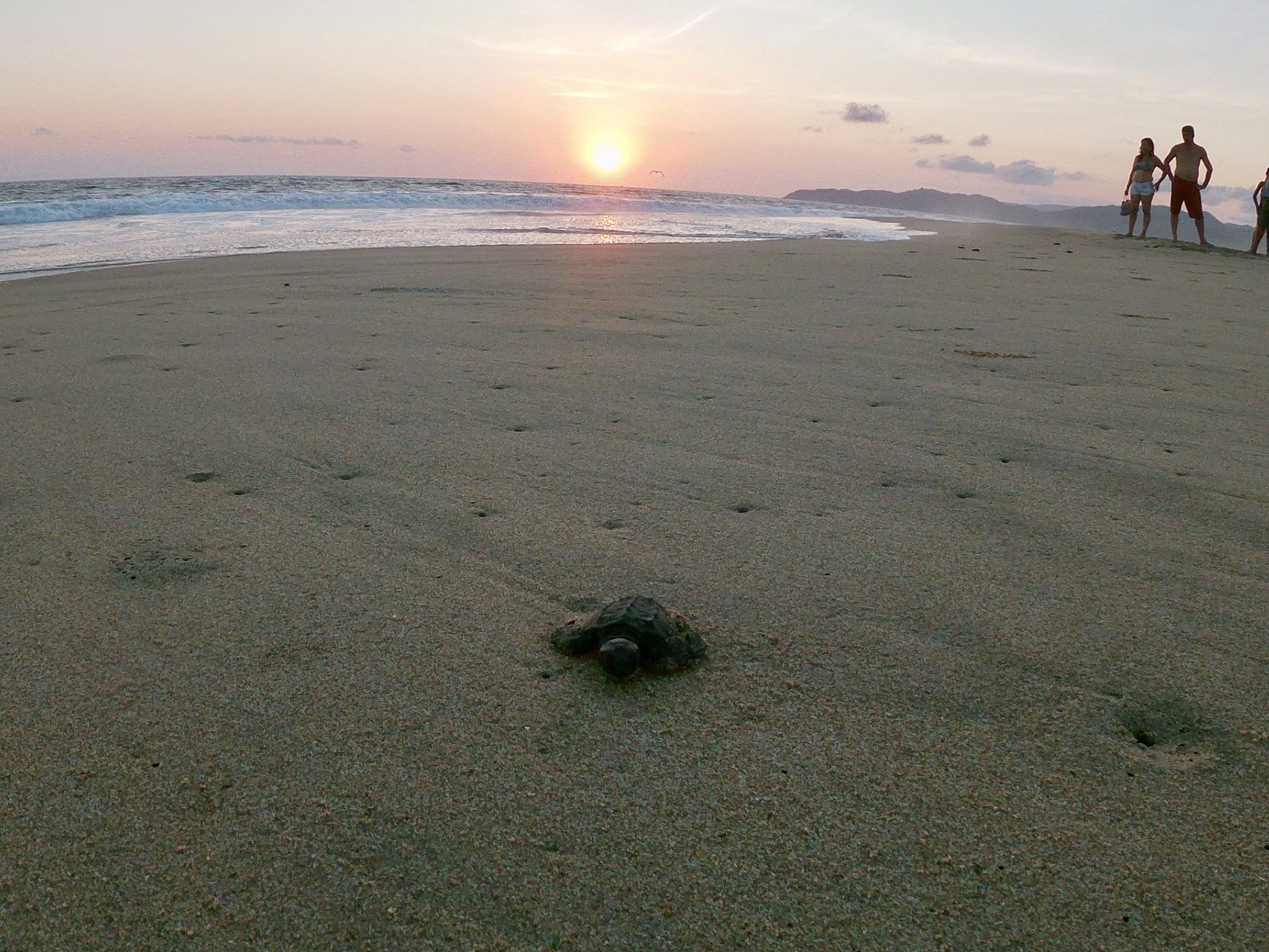 You are currently viewing Sea Turtle Hatching Release, Ixtapa, MX